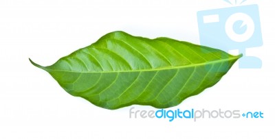 Green Leaf Isolated On A White Stock Photo