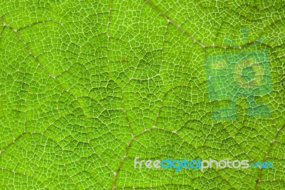 Green Leaf Macro Background Stock Photo