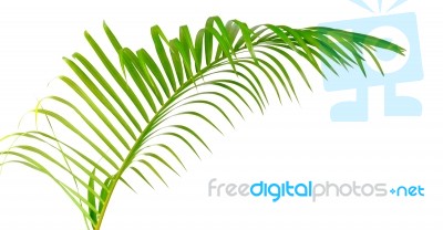 Green Leaf Of Palm Tree Stock Photo