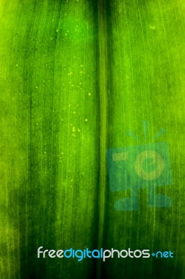 Green Leaf Texture Stock Photo