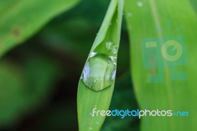 Green Leaf With Drops Of Water Stock Photo