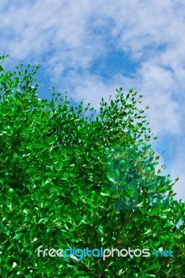 Green Leave On Blue Sky Stock Photo