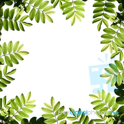 Green Leaves Background Stock Photo