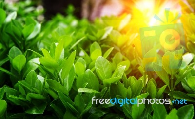 Green Leaves In Spring,background Stock Photo