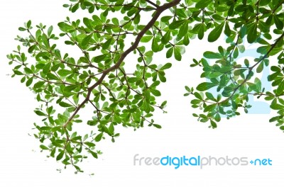 Green Leaves Isolated On White Stock Photo