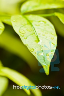Green Leaves With Droplets Stock Photo