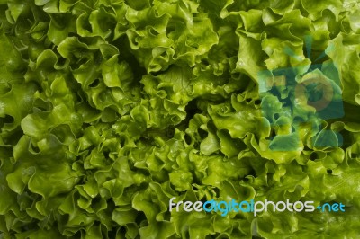 Green Lettuce Stock Photo