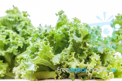 Green Lettuce Growing In Farm Stock Photo