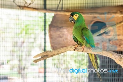 Green Macaw Stock Photo