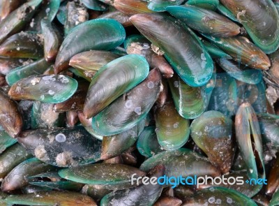 Green Mussel Stock Photo