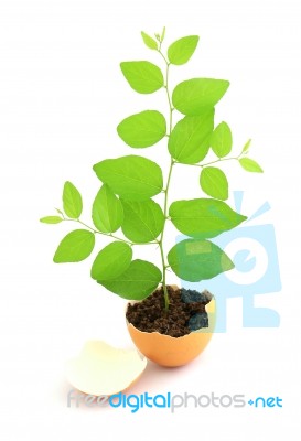 Green Plant In Egg Shell Stock Photo