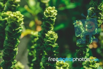 Green Plant In Sunlight Stock Photo