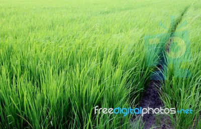 Green Rice Field Stock Photo