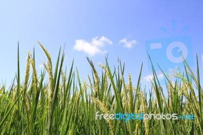 Green Rice Field And Blue Sky  Stock Photo