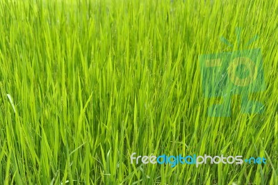 Green Rice Field In Nepal Stock Photo