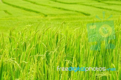 Green Rice Field In Thailand Stock Photo
