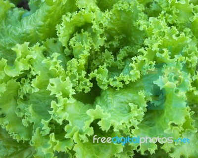 Green Salad Lettuce Stock Photo