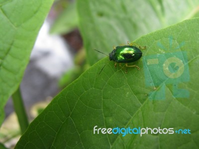 Green Silver Bug Stock Photo