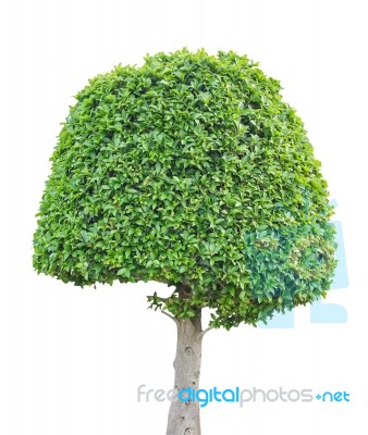 Green Tree Stock Photo