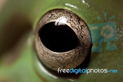 Green Tree Frog Eye Stock Photo