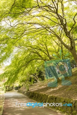 Green Trees In Park Stock Photo