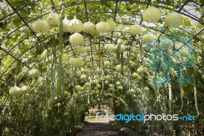 Green Tunnel Made From Gourd Plant Stock Photo