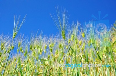 Green Wheat Field Stock Photo