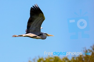 Grey Heron In Flight Stock Photo