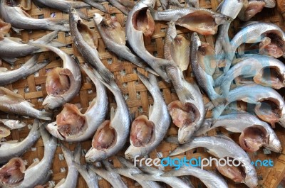 Grey Mullet Fish Stock Photo