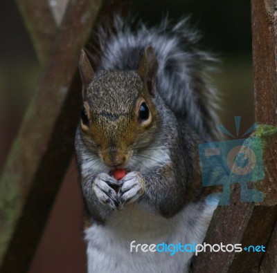 Grey Squirrel Eating Peanut Stock Photo