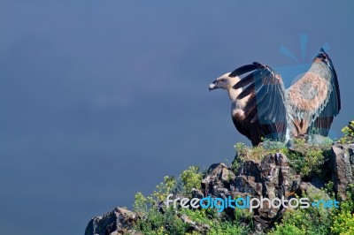 Griffon Vulture Spreading Wings Stock Photo