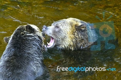 Grizzly Bears Fighting Stock Photo