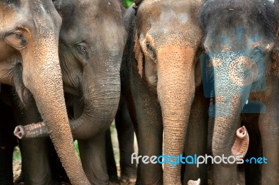Group Of Elephant  Stock Photo