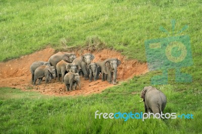 Group Of Elephant Stock Photo