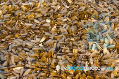 Group Of Insect Termite Stock Photo