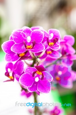 Group Of Purple Orchid Flowers Stock Photo