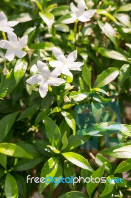 Group Of White Flower In Garden Stock Photo