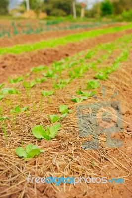 Growing Organic Vegetable Stock Photo