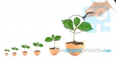 Growing Plants And Magnifying Glass Stock Photo