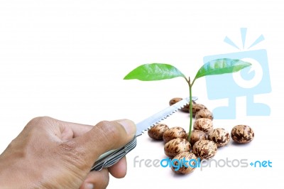 Hand Cutting Seedling With Knife Stock Photo