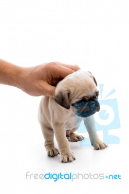 Hand Holding Pug Puppy Stock Photo