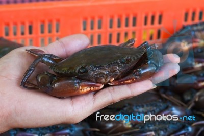 Hand Holding Soft Shell Black Crab Stock Photo