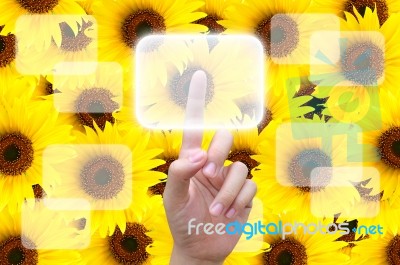 Hand Pushing Button On Sunflower Stock Photo