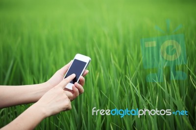 Hand Using Mobile With Paddy Field Background Stock Photo