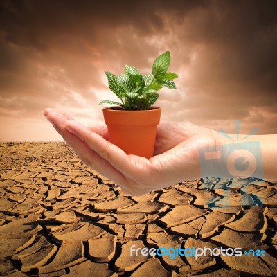 Hand With Small Plant On Dry Land Stock Photo