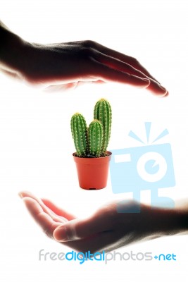 Hands To Hold A Cactus Stock Photo