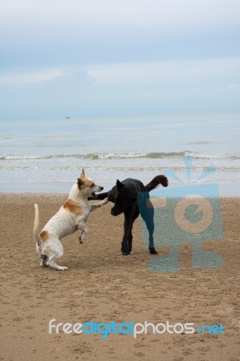 Happy Dogs On The Beach Stock Photo