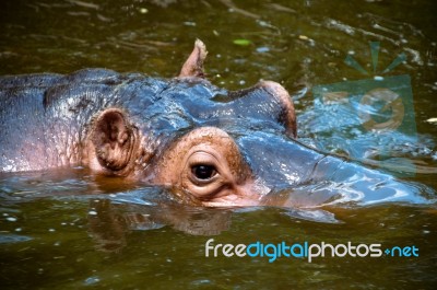 Happy Hippo Portrait Stock Photo