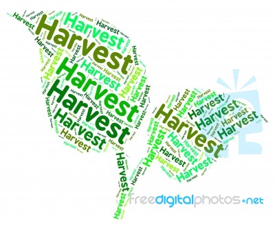 Harvest Word Shows Grain Produce And Text Stock Image