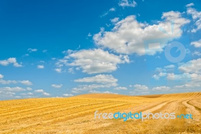 Harvested Field Stock Photo